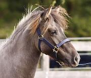 Bjalla von Heidmoor a